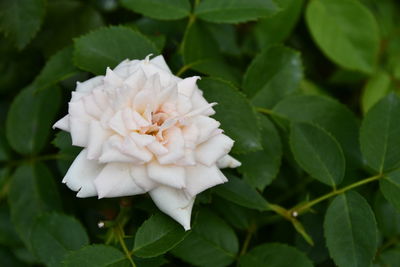 Close-up of white flowering plant