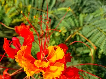 Close-up of red flowers blooming outdoors