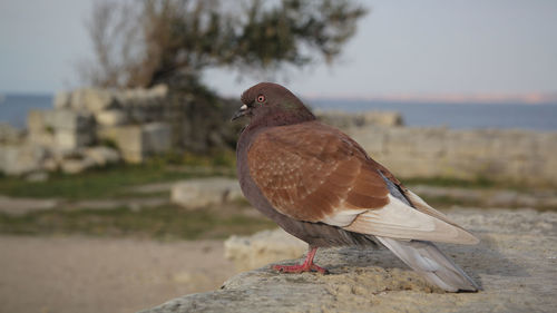 Close-up of bird perching on rock