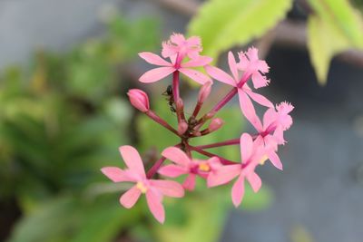 Close-up of pink flowers