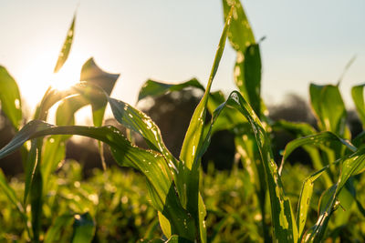 Close-up of dew drops on plant against sky