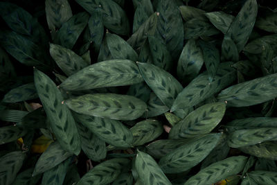 Full frame shot of plants
