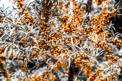 Full frame shot of dry plants during winter