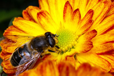 Close-up of bee pollinating on flower