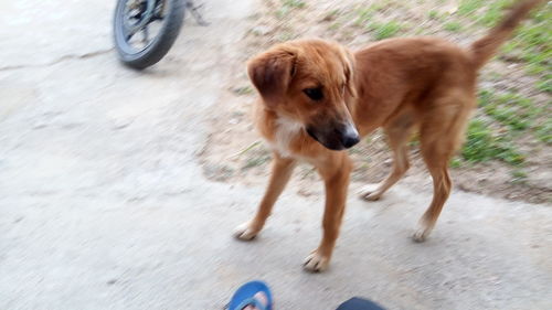 Dog on road