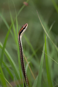 Close-up of lizard on leaf