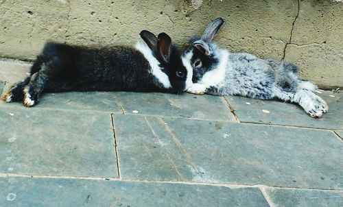 Cat relaxing outdoors