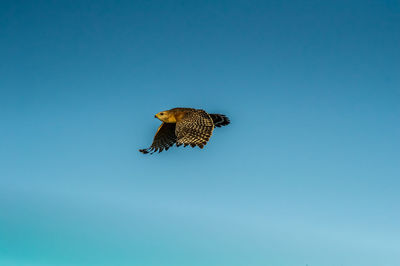 Low angle view of eagle flying against clear blue sky