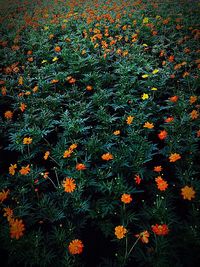 Flowers blooming on field