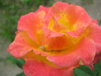 Close-up of water drops on rose blooming outdoors