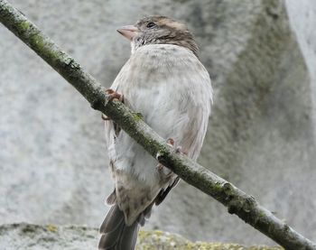 Close-up of bird perching on branch