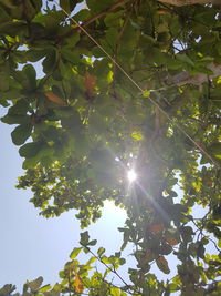 Low angle view of fruits on tree against bright sun