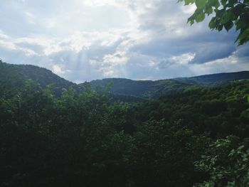 Scenic view of forest against sky