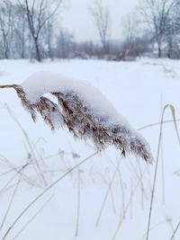 Close-up of snow covered land