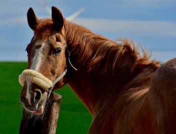 Close-up of horse against sky