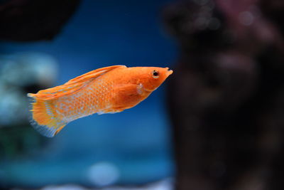 Close-up of fish swimming in sea