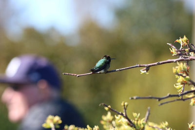 Man passing by the hummingbird perching on a branch, deep in his thoughts seems like he missed it