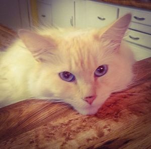 Close-up portrait of a cat