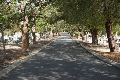 Trees in park