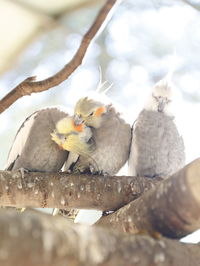 Close-up of birds perching on branch