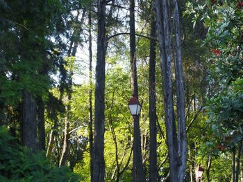 Low angle view of trees