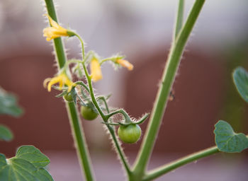 Close-up of fresh green plant