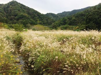 Scenic view of field against sky