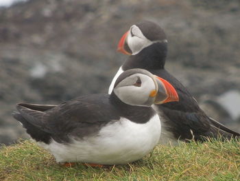 Close-up of two birds on field
