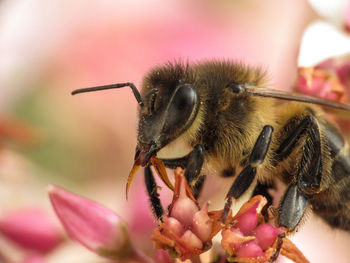 Close-up of bee pollinating on pink flower