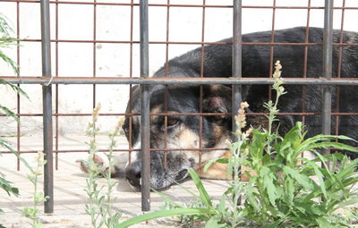 Dogs locked up victims of animal abuse and abuse