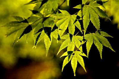 Close-up of green leaves