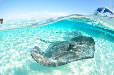 Under over stingray swimming in sea