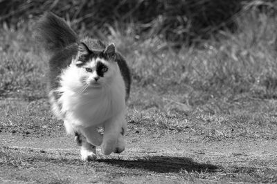 Cat sitting on field