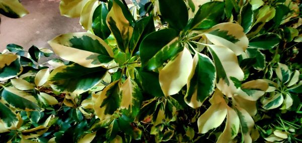 High angle view of flowering plants