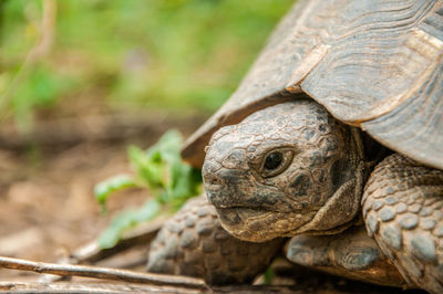 Close-up of tortoise