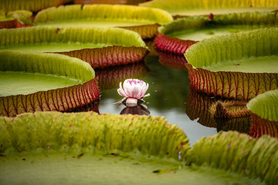 Close-up of lotus water lily in lake