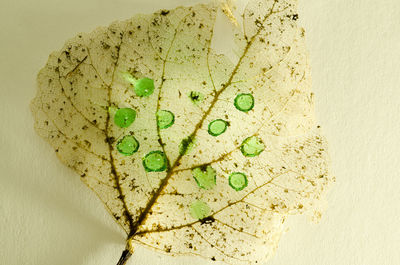 Close-up of leaf over beige background