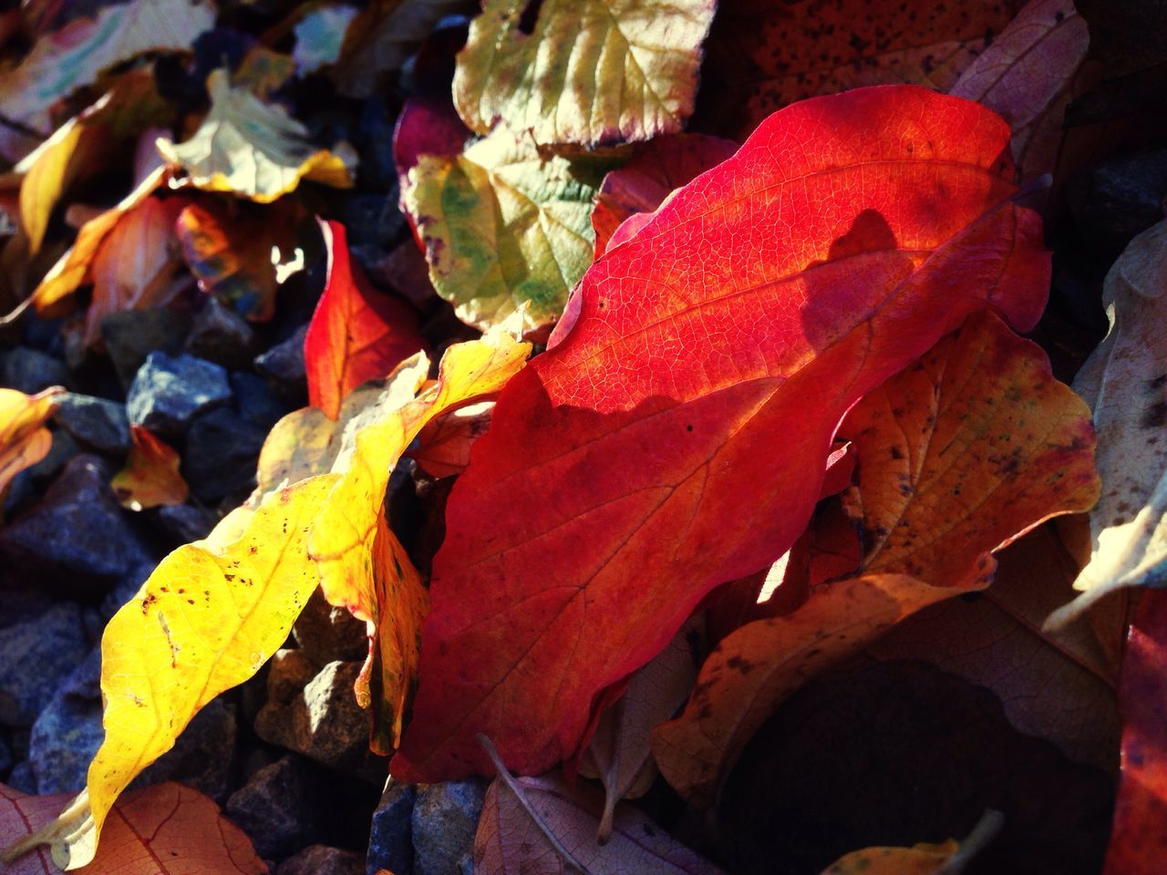 FULL FRAME SHOT OF MAPLE LEAVES