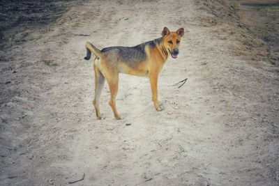 High angle view of dog standing on street