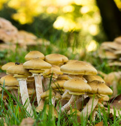 Close-up of mushrooms growing on field