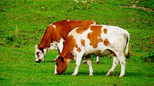 Cow grazing on field