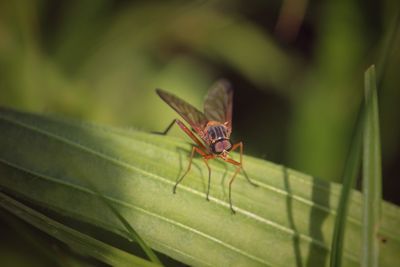 Close-up of insect on leaf