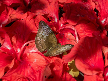 Full frame shot of red flowers