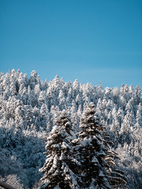 Low angle view of snow covered trees against clear blue sky