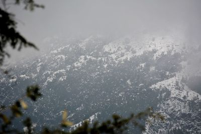 Close-up of frozen plant against sky