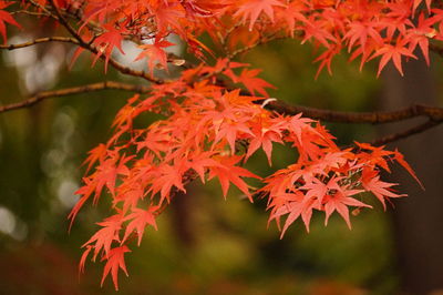 Close-up of red maple leaves on tree during autumn