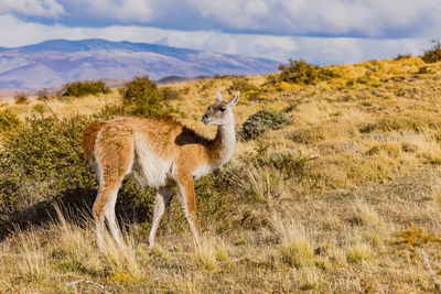 A guanaco animal in the thorny grassland of the pampas in the south of chile, south america