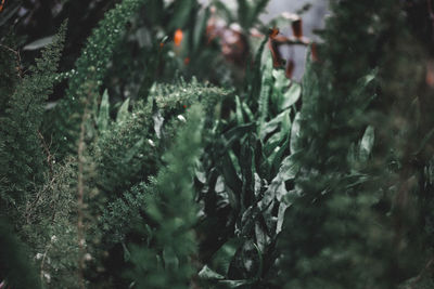 Close-up of wet plant