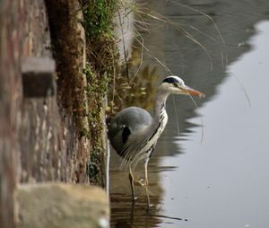 Close-up of bird