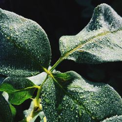 Macro shot of leaves